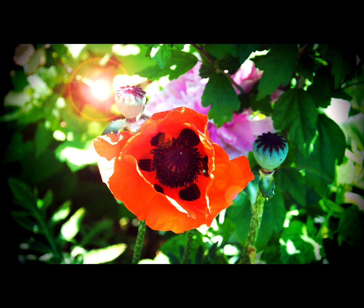 Mohn mit Bokeh