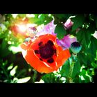 Mohn mit Bokeh