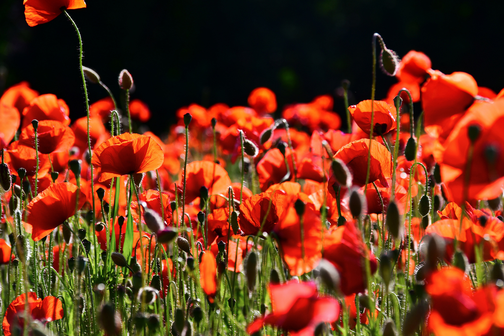 Mohn mit dunklem Hintergrund