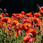 Mohn mit dunklem Hintergrund