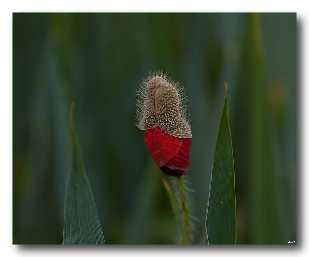 Mohn mit.....