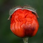 Mohn mit Fellhut