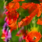 Mohn mit Fingerhut