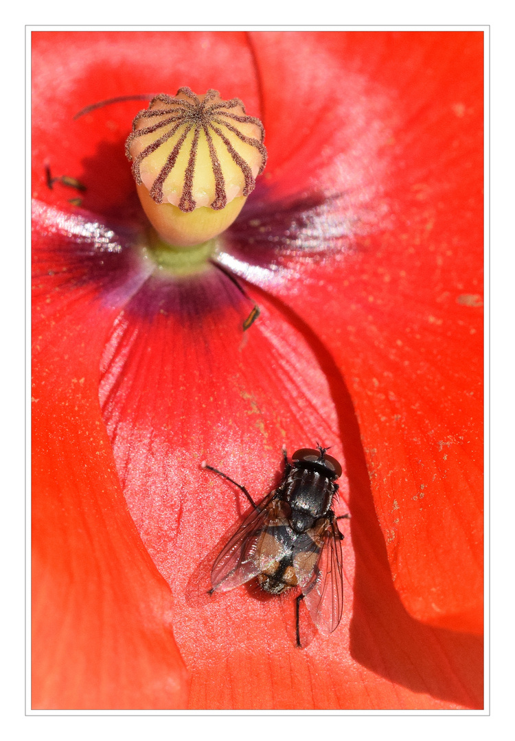 Mohn mit Fliege.