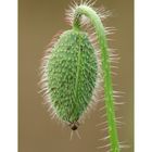 Mohn mit Fliegenpo