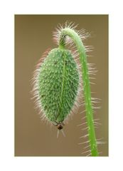 Mohn mit Fliegenpo