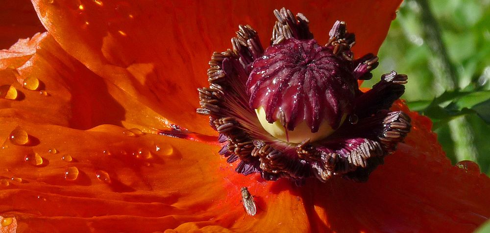 MOHN MIT FLIGENBESUCH