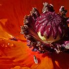 MOHN MIT FLIGENBESUCH