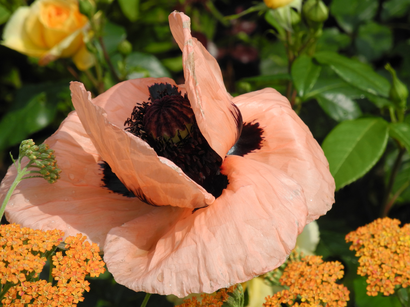 Mohn mit Flügeln