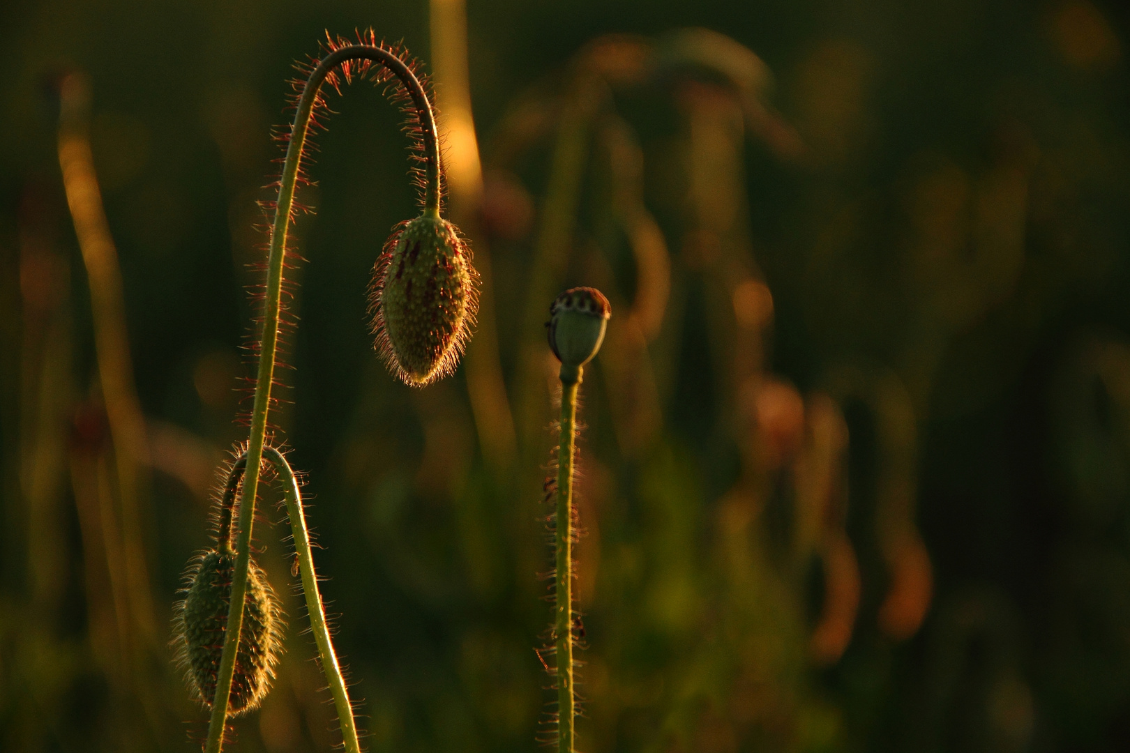 "Mohn mit Gänsehaut"