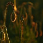 "Mohn mit Gänsehaut"