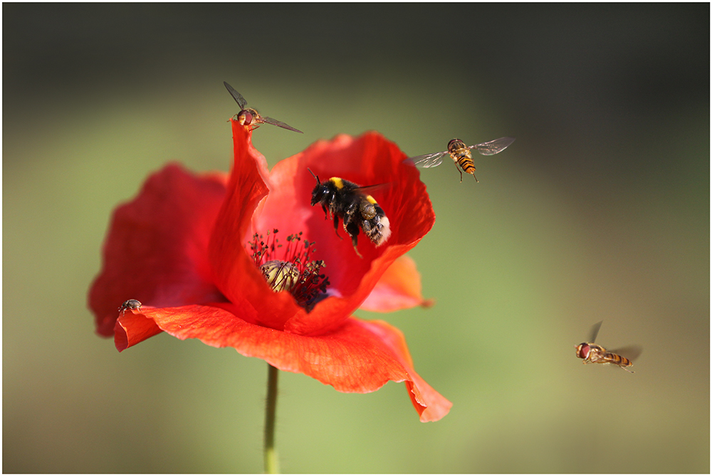 Mohn mit Gästen