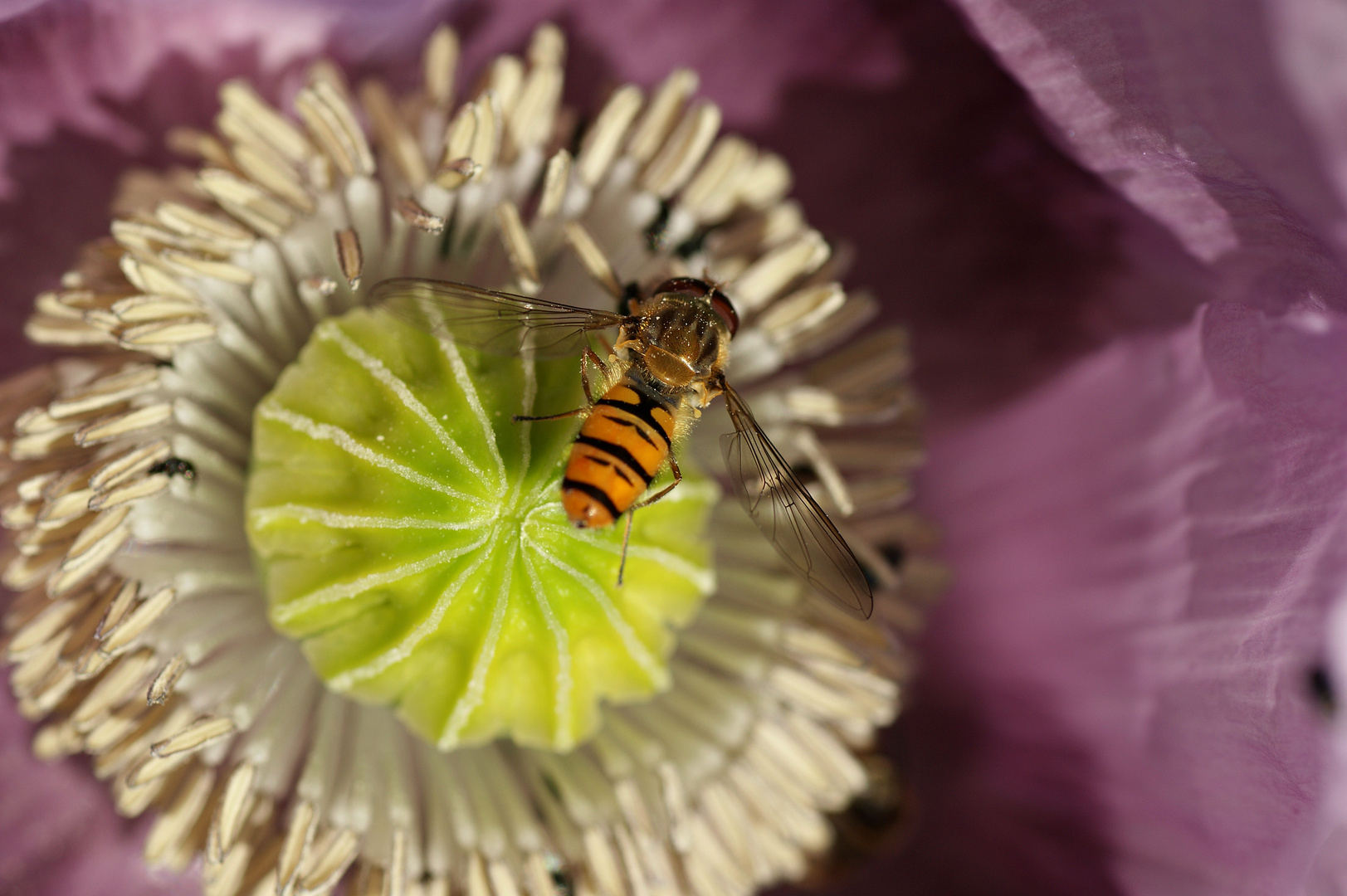 Mohn mit Gast