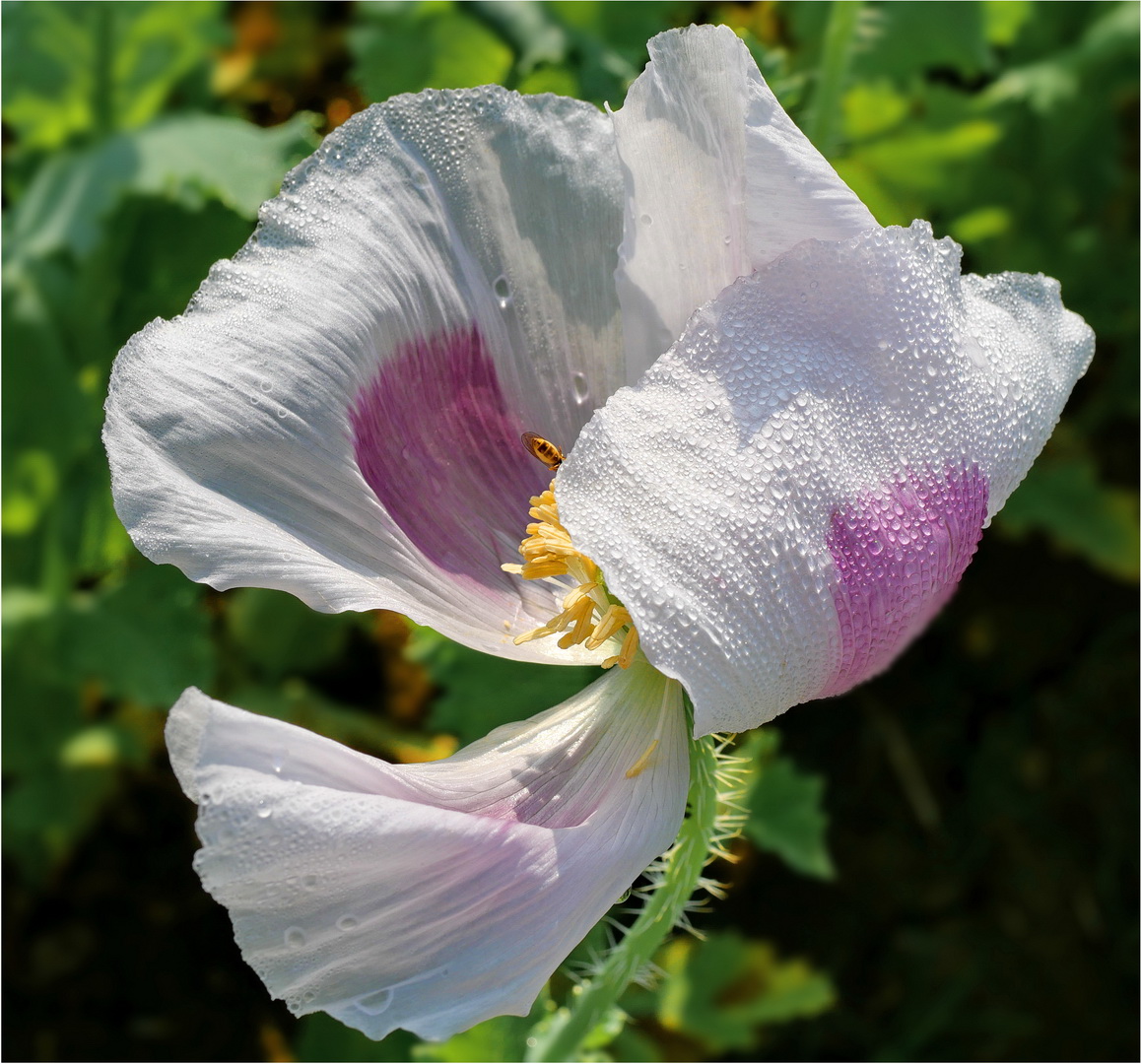 Mohn mit Gast