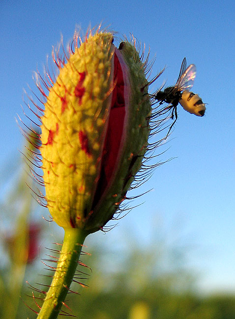 Mohn mit Gast