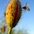 Mohn mit Gast