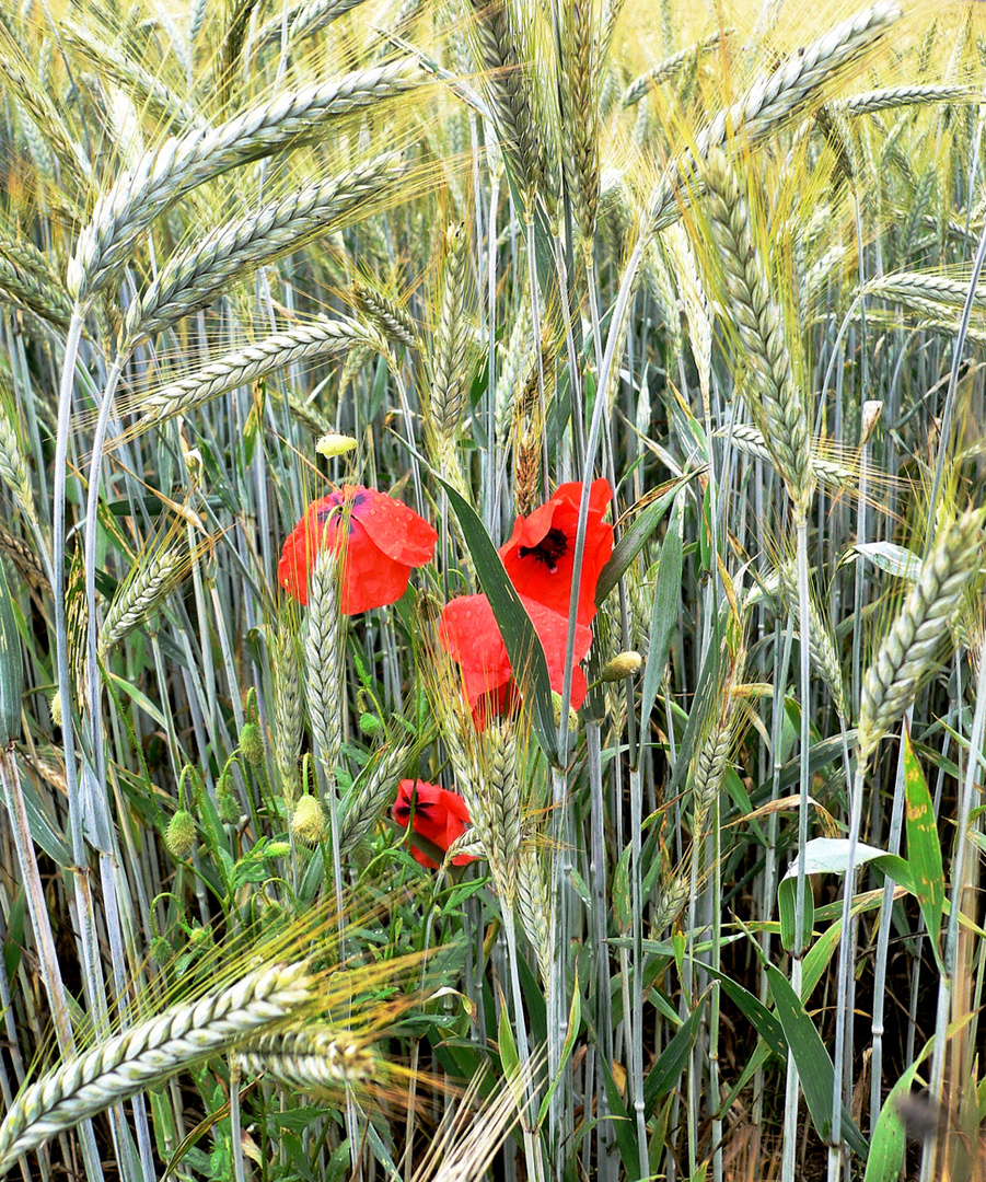 mohn mit gold & silber