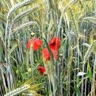 mohn mit gold & silber