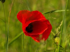 Mohn mit Gräsern