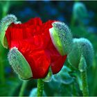 Mohn mit Haube