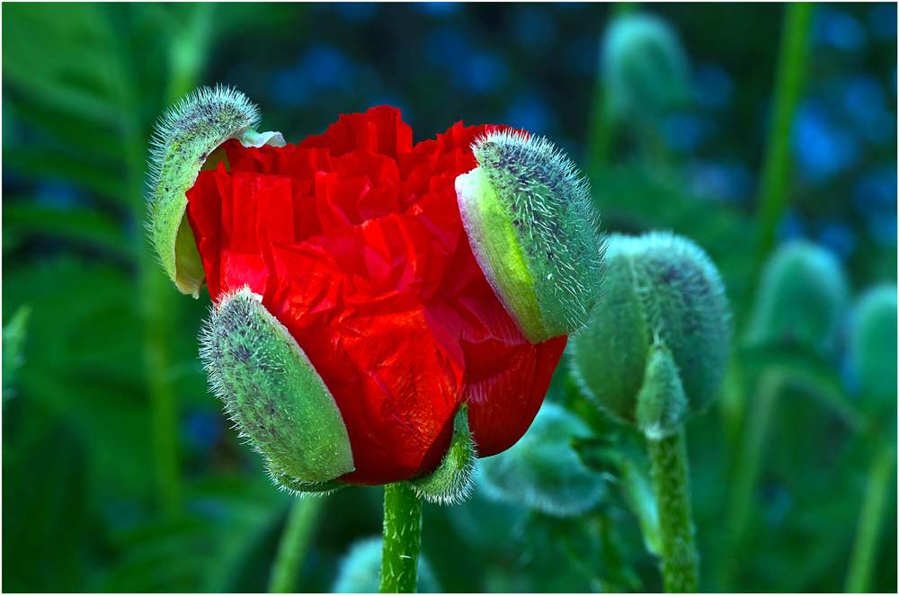 Mohn mit Haube