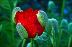 Mohn mit Haube