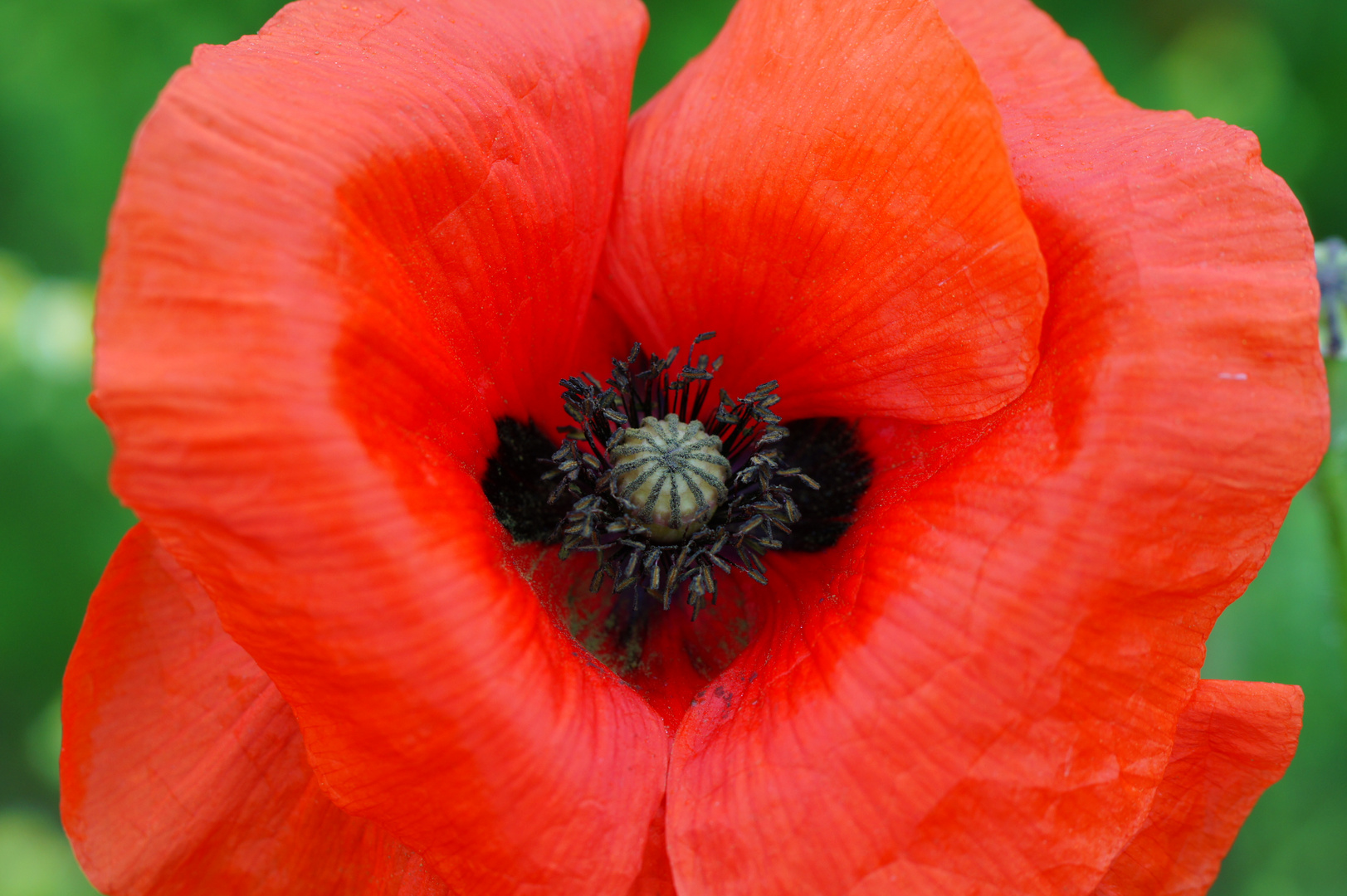 Mohn mit Herz