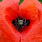 Mohn mit Herz