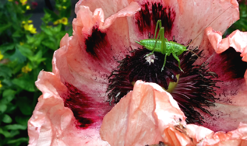 Mohn mit Heuschrecke