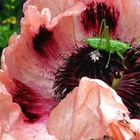 Mohn mit Heuschrecke