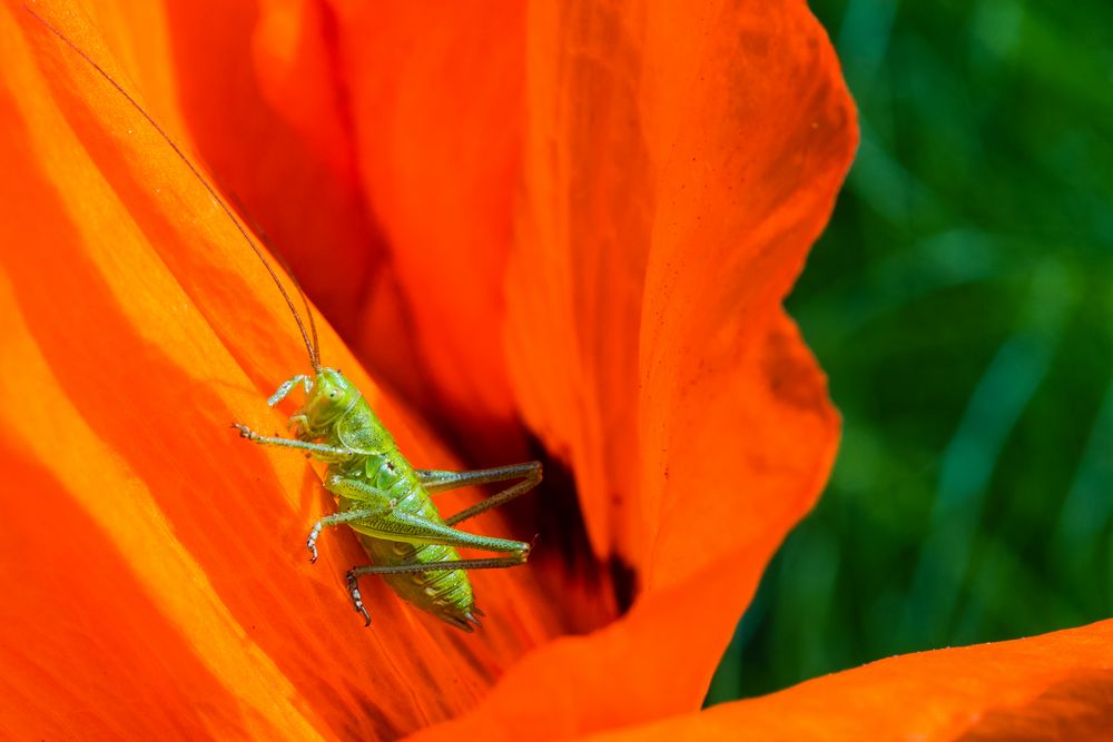 Mohn mit Heuschrecke