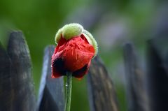 Mohn mit Hütchen