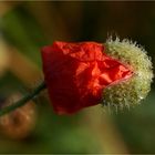 Mohn mit Hütchen auf...