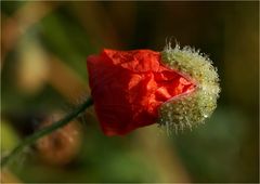 Mohn mit Hütchen auf...