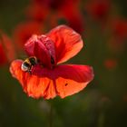 Mohn mit Hummel