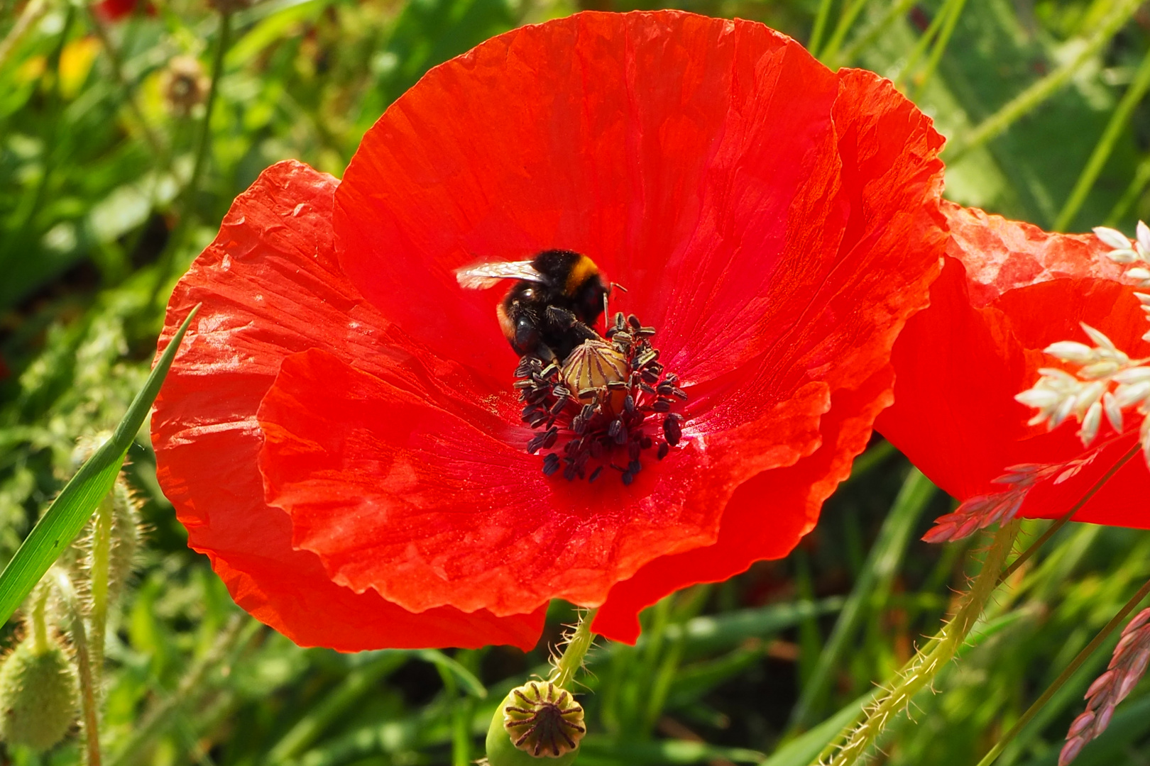 Mohn mit Hummel