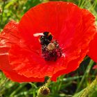 Mohn mit Hummel