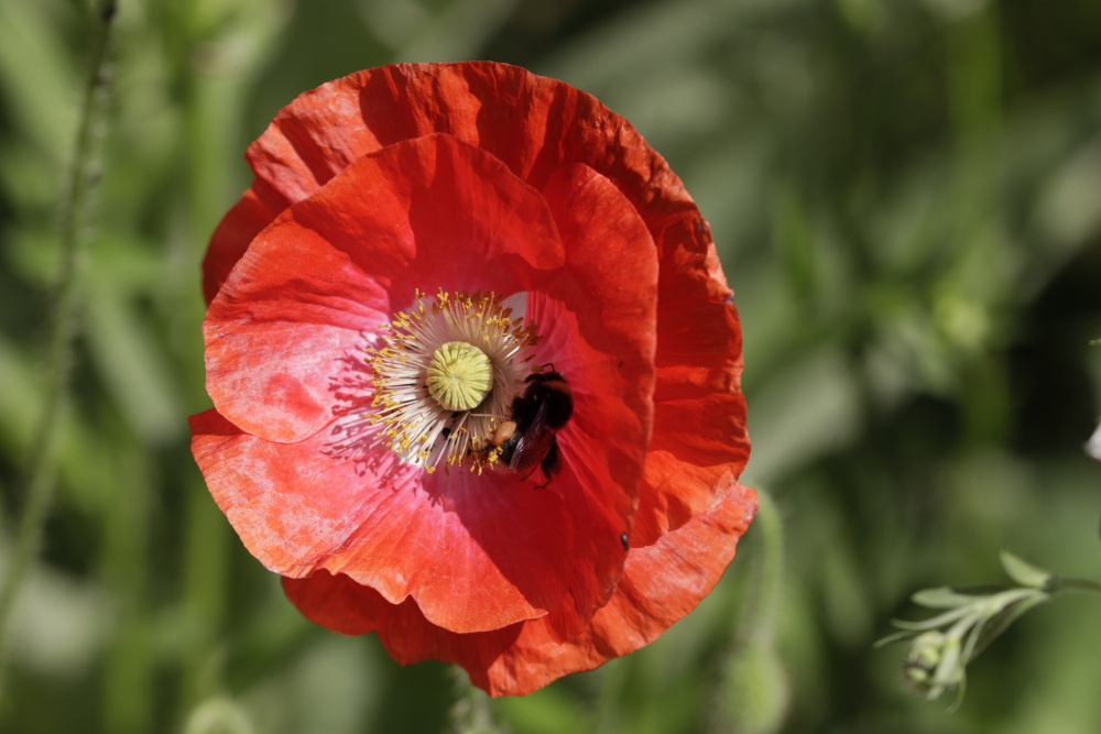 Mohn mit Hummel