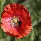 Mohn mit Hummel