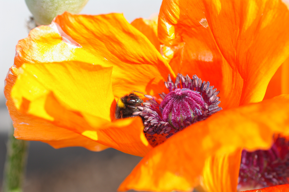 Mohn mit Hummel