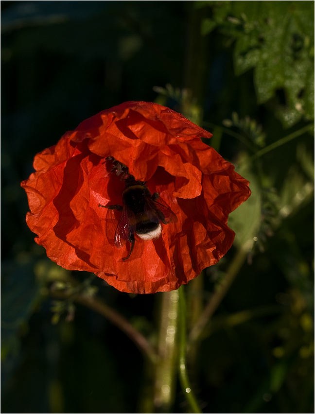 Mohn mit Hummel