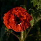 Mohn mit Hummel