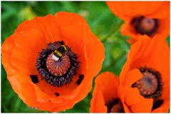 Mohn mit Hummel