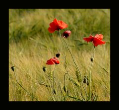 Mohn mit Hummel...habt bitte...