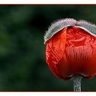 Mohn mit Hut