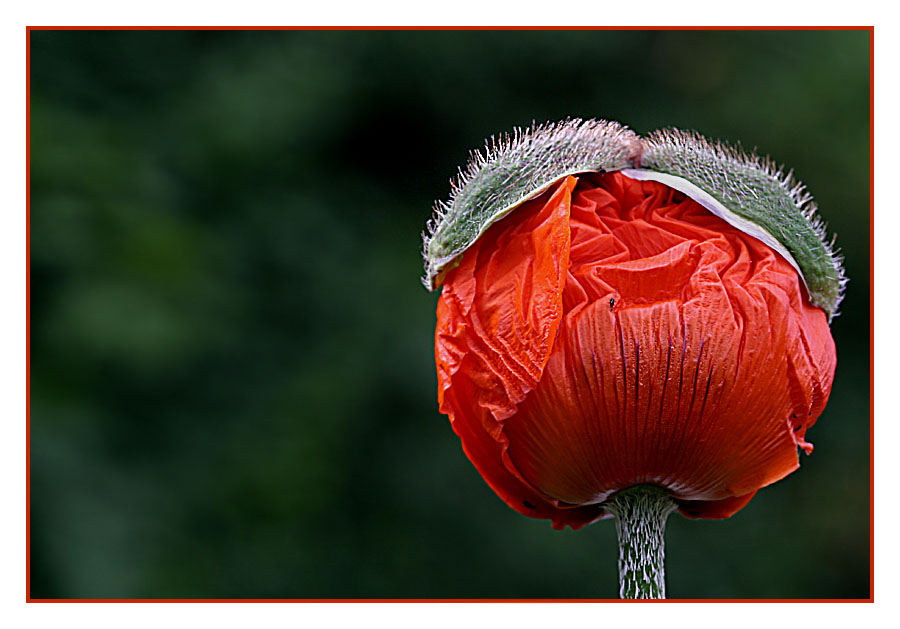 Mohn mit Hut