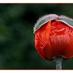 Mohn mit Hut