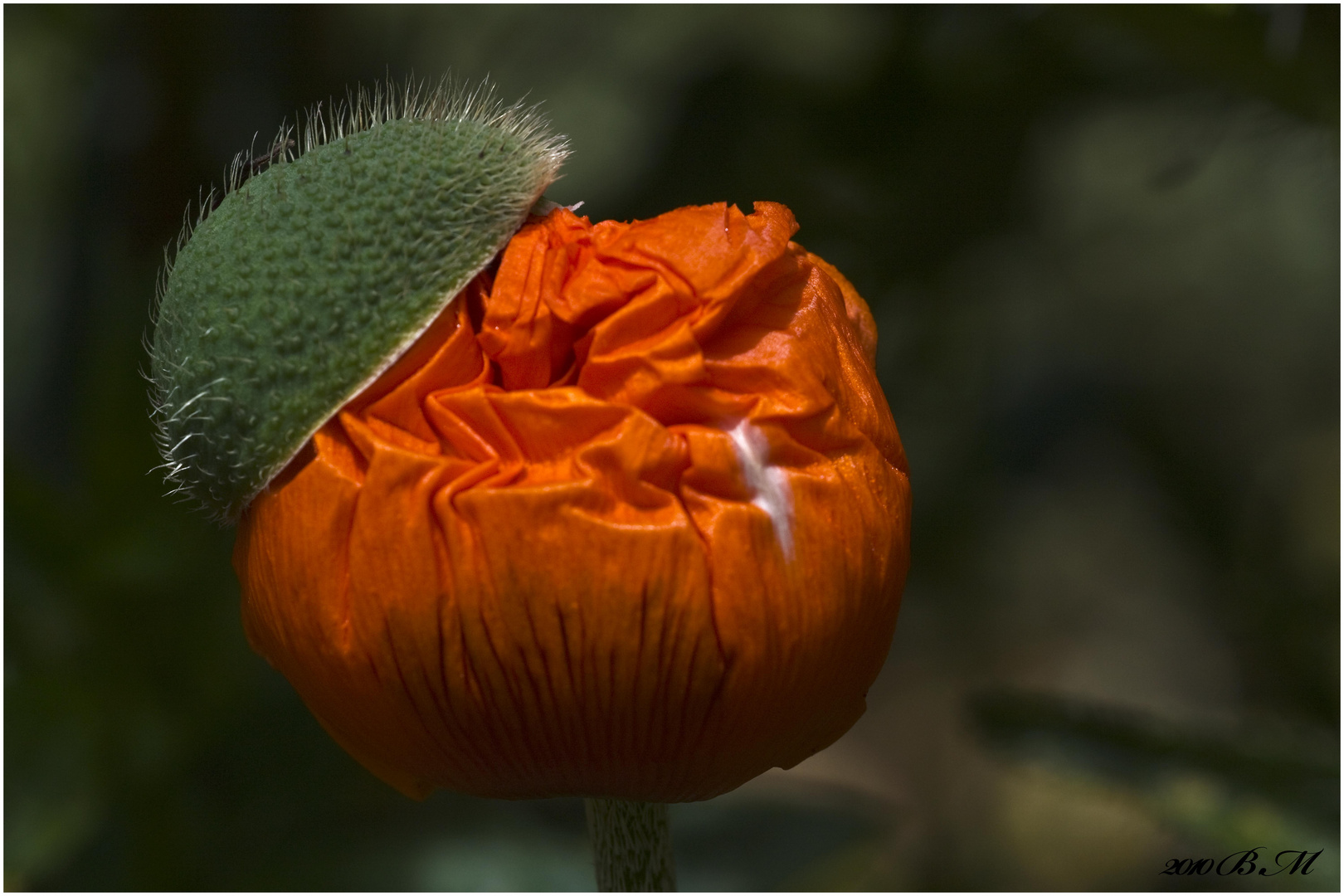 Mohn mit Hut