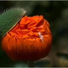 Mohn mit Hut