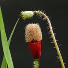 Mohn mit Hut